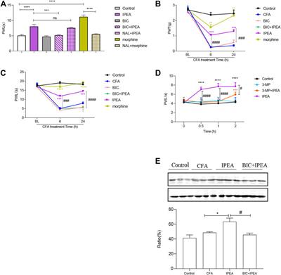 Duhaldea pterocaula (Franch.) Anderb. Attenuates Nociception and Inflammation via GABAA Receptors